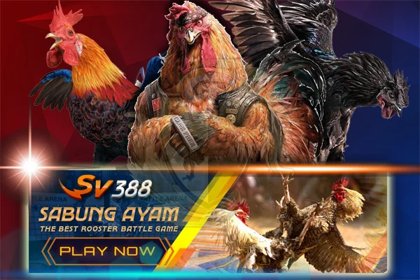 sv388-sabung-ayam.webp