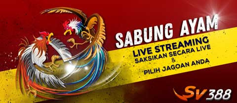 SV388 : Login Situs Sabung Ayam Online Terpercaya 24 Jam Live Wala Meron Resmi