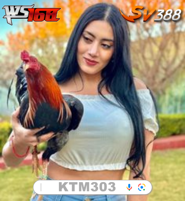 KTM303 : Situs Daftar Judi Sabung Ayam Online Taruhan Wala Meron Resmi Terbaik 2024